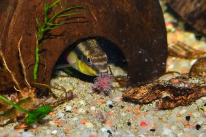 Nitěnky (Tubifex) se často používají jako krmivo pro akvarijní rybičky – JuanCarlosPalauDiaz / Shutterstock