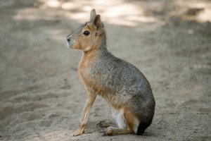 Mara stepní (Dolichotis patagona) – Igor Pushkarev / Shutterstock