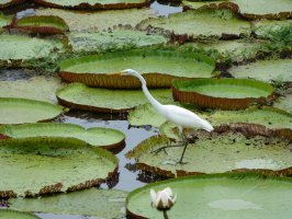 Volavka bílá stojící na listu leknínu viktorie královské (Victoria amazonica), Rio Negro, Brazílie – guentermanaus / Shutterstock