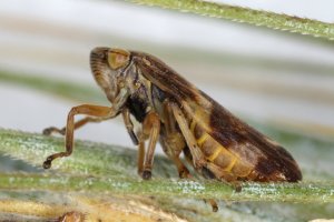 Pěnodějka obecná (Philaenus spumarius) – Tomasz Klejdysz / Shutterstock