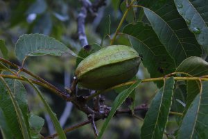 Ořechovec pekan (Carya illinoinensis), větvička s plodem – Gilbert S. Grant / Shutterstock