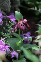 Pleione limprichtii – josefauer / Shutterstock
