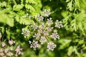 Tetlucha kozí pysk (Aethusa cynapium) – Anna Jackowska / Shutterstock