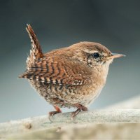 Střízlík obecný (Troglodytes troglodytes) – WildlifeWorld / Shutterstock