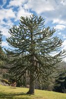 Blahočet chilský (Araucaria araucana) – Krasimir Kanchev / Shutterstock