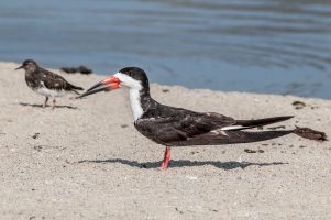 Zoboun americký (Rynchops niger) – Nick Pecker / Shutterstock
