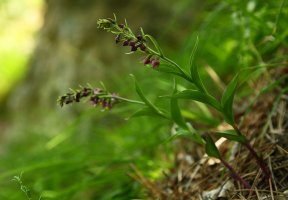 Kruštík širolistý (Epipactis helleborine) – Gergo Nagy / Shutterstock