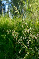 Ovsík vyvýšený (Arrhenatherum elatius) – Roel Meijer / Shutterstock