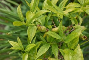 Sazaník (Calycanthus praecox) – simona pavan / Shutterstock