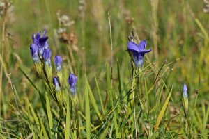 Trličník brvitý (Gentianopsis ciliata) – Profimedia.cz
