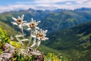 Protěž alpská (Leontopodium alpinum) neboli plesnivec alpský – Kluciar Ivan / Shutterstock