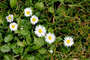 Sedmikráska chudobka (Bellis perennis) – Gurcharan Singh / Shutterstock