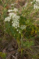Tetlucha kozí pysk (Aethusa cynapium) – simona pavan / Shutterstock