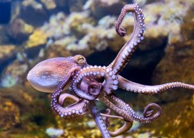 Chobotnice pobřežní (Octopus vulgaris) – Henner Damke / Shutterstock