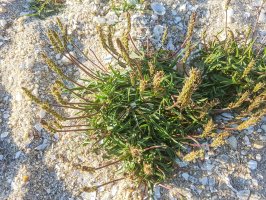 Slanomilný jitrocel přímořský (Plantago maritima), Španělsko – arousa / Shutterstock