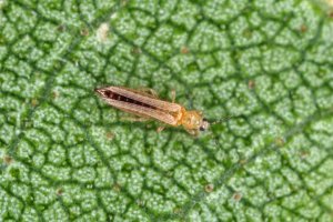 Třásněnka zahradní (Thrips tabaci) – Tomasz Klejdysz / Shutterstock