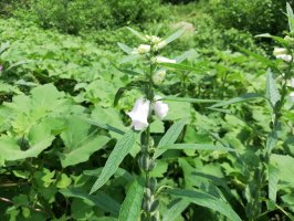 Kvetoucí rostlina sezamu indického (Sesamum indicum) – Snehalata / Shutterstock