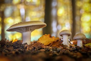 Strmělka mlženka (Clitocybe nebularis) – Jaroslav Machacek / Shutterstock