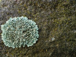 Misnička zední (Lecanora muralis) – Alexander VS / Shutterstock