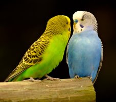 Andulka (Melopsittacus undulatus) – dmvphotos / Shutterstock