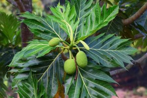 Chlebovník obecný (Artocarpus altilis) – Intorn2561 / Shutterstock