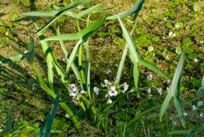Šípatka střelovitá (Sagittaria sagittifolia) – Steppeland / Shutterstock