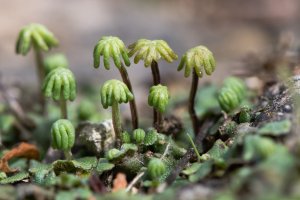 Porostnice mnohotvárná (Marchantia polymorpha) – IanRedding / Shutterstock