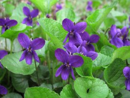 Violka vonná (Viola odorata) – simona pavan / Shutterstock