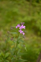 Večernice vonná (Hesperis matronalis) – weha / Shutterstock