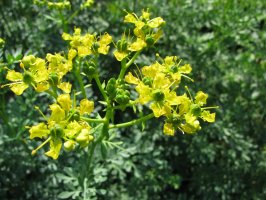 Routa vonná (Ruta graveolens) – Heike Rau / Shutterstock