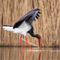 Lovící čáp černý (Ciconia nigra) – Melinda Nagy / Shutterstock