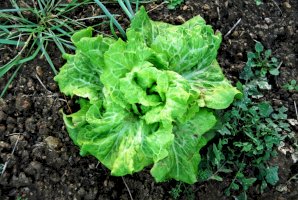Locika setá (Lactuca sativa) – Theastock / Shutterstock