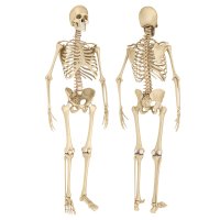 Prostorový model lidské kostry – Alexmit / Depositphotos.com