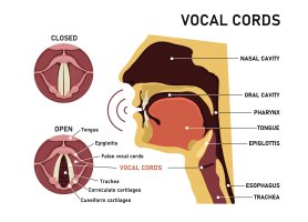 Hlasivky: umístění a popis, ilustrace – logika600 / Shutterstock