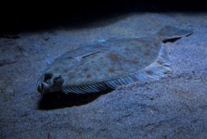 Platýs velký (Pleuronectes platessa) – Podolnaya Elena / Shutterstock