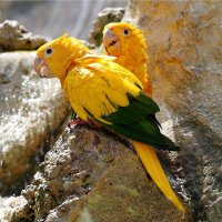 Aratinga zlatý (Aratinga guarouba) – Jindrich Kolar / Shutterstock