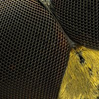 Ommatidia, očka složeného hmyzího oka – vasekk / Shutterstock