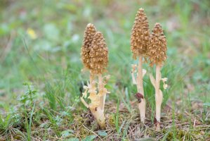 Hlístník hnízdák (Neottia nidus-avis) – imageBROKER.com / Shutterstock