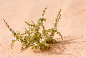 Kvetoucí slanobýl draselný (Salsola kali) – HannaTor / Shutterstock