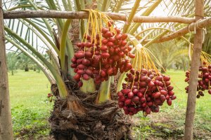 Pěstování datlí, palma datlová (Phoenix dactylifera) – Aedka Studio / Shutterstock
