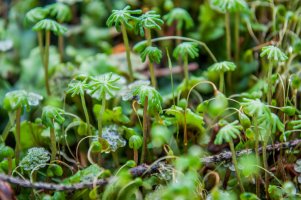 Zkrutek vláhojevný (Funaria hygrometrica) – Svitlyk / Shutterstock