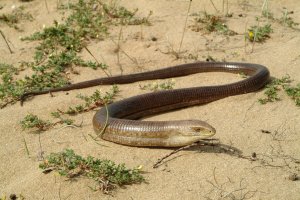 Blavor žlutý (Pseudopus apodus) – Simlinger / Shutterstock