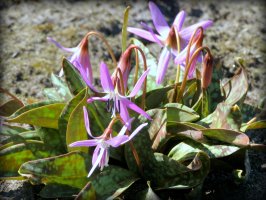 Kandík psí zub (Erythronium dens-canis) – Marina Lesnitskaya / Shutterstock