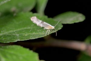 Molovka pupenová (Argyresthia pruniella) – Tomasz Klejdysz / Shutterstock
