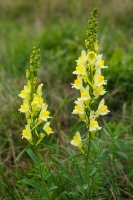 Lnice květel (Linaria vulgaris) – Schlesier52 / Shutterstock
