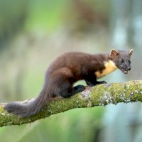 Kuna lesní (Martes martes) – Mark Medcalf / Shutterstock