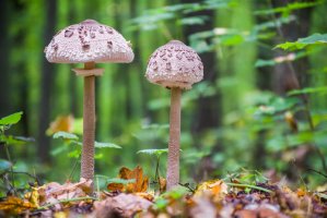 Bedla vysoká (Lepiota procera) – Ljubomir Trigubishyn / Shutterstock