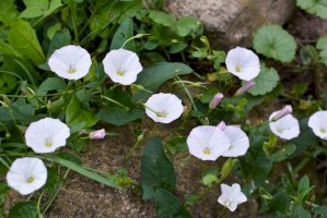 Svlačec rolní (Convolvulus arvensis) – Orest lyzhechka / Shutterstock