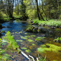 Řeka Svratka – Dove Photo / Shutterstock