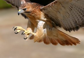 Lovící jestřáb – Ronnie Howard / Shutterstock